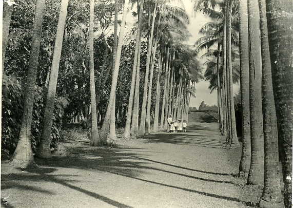Mango Driveway