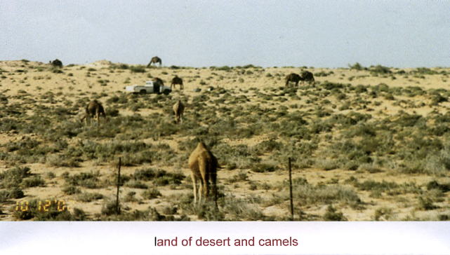 Camels Desert