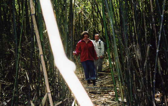 Bamboo Leaving