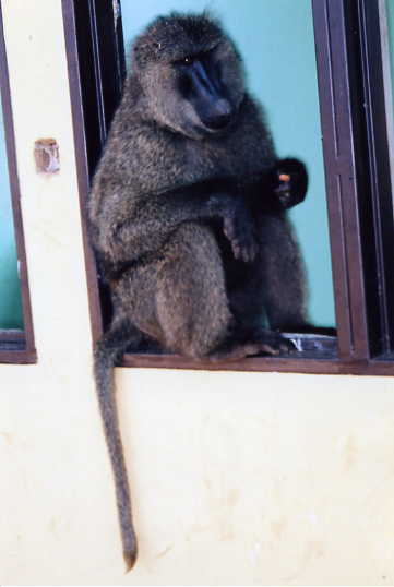 Baboon Window