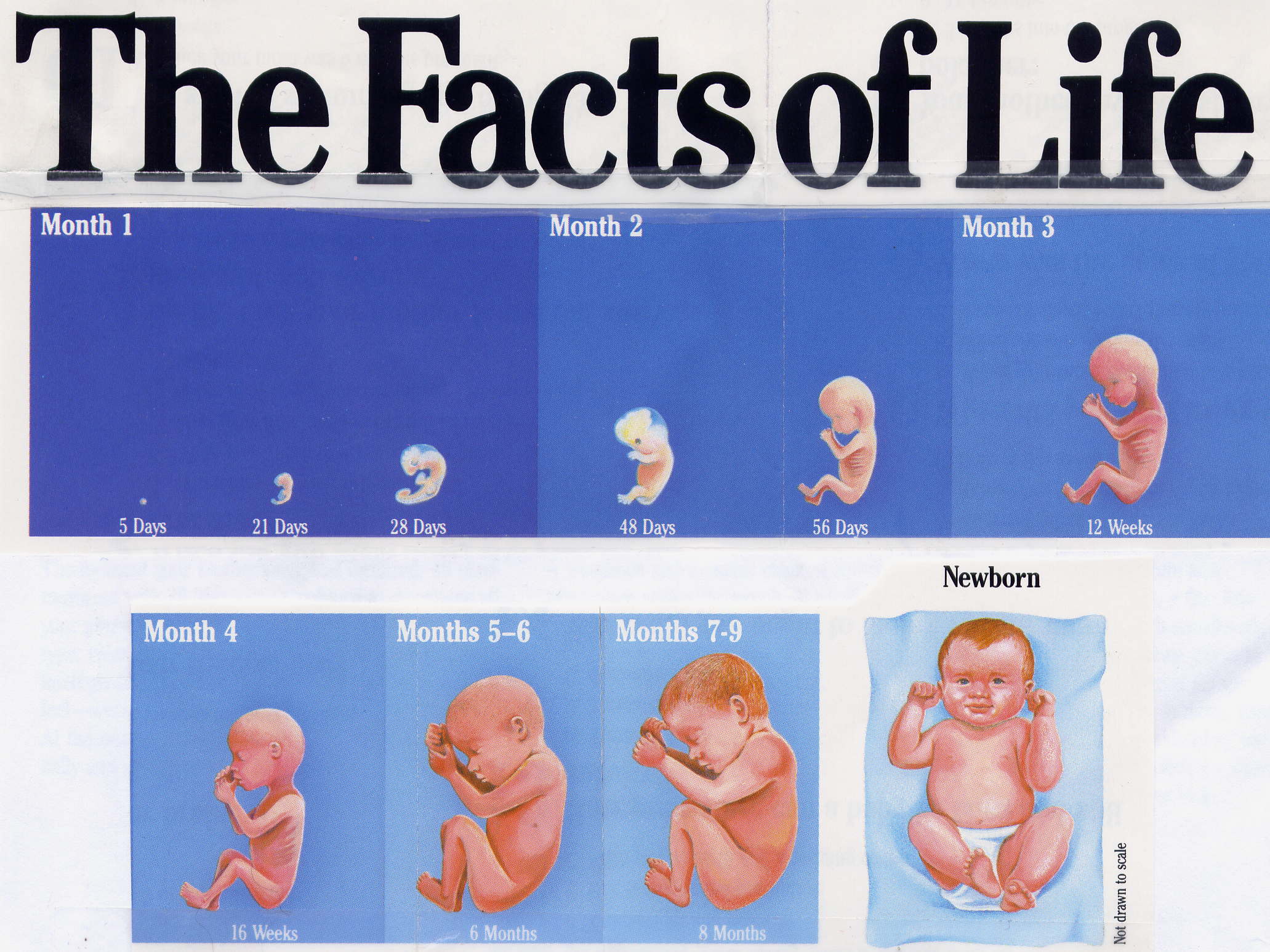 Unborn Facts
