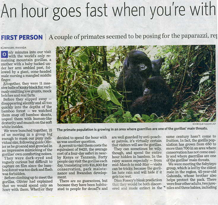 Gorilla Article