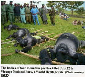 Gorillas Dead
