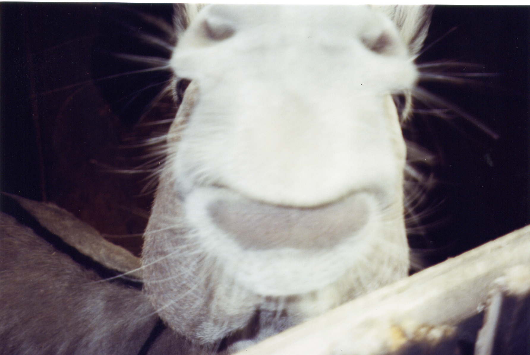 W AF Donkey Face